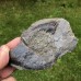 Stromatocystites pentagularis